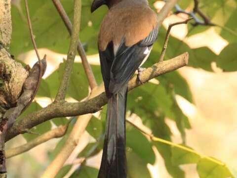 喜歡成群結伴的鴉科鳥類-樹鵲
