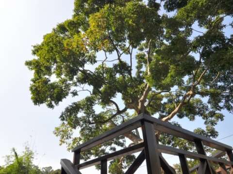 照片9無患子樹觀景平臺