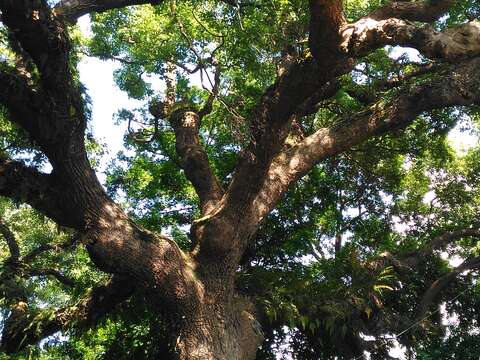 圖6.高齡300歲大樟樹