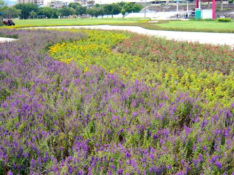 使用25,000盆夏季耐熱草花，將緊臨社子棒球場旁的廣場綠地妝點成一片美麗花海，