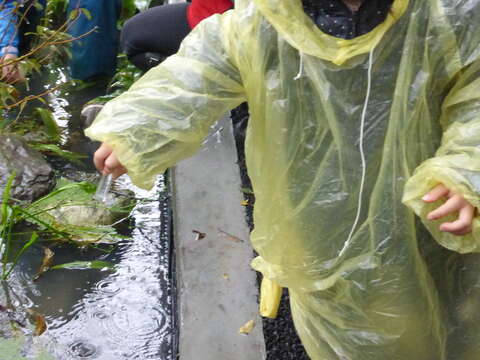 圖5.民眾在小生態池野放螢火蟲