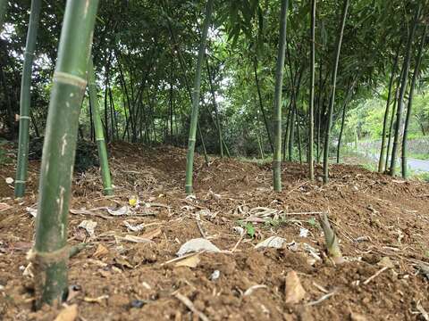 大屯社區正值綠竹筍產季(圖片來源：臺北市政府工務局大地工程處)