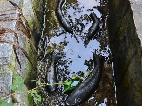 照片6  水圳裡的魚型浮雕石板