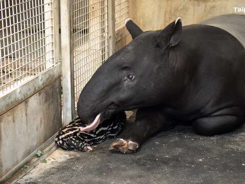 臺北市立動物園的馬來貘「貘莉」2024年7月15日早上5點15分順利產下一仔。(圖片來源：臺北市立動物園)