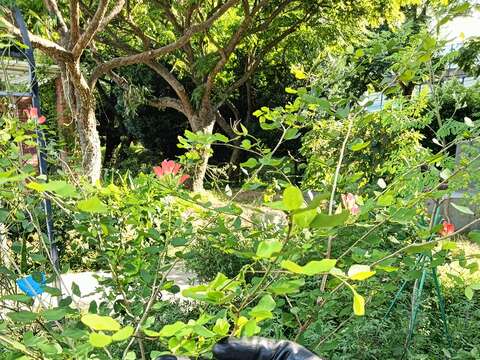 「橙紅花羊蹄甲」，又名紅花羊蹄甲。豆科，青綠色莢果、扁平而直。(圖片來源：臺北市政府工務局公園路燈工程管理處)