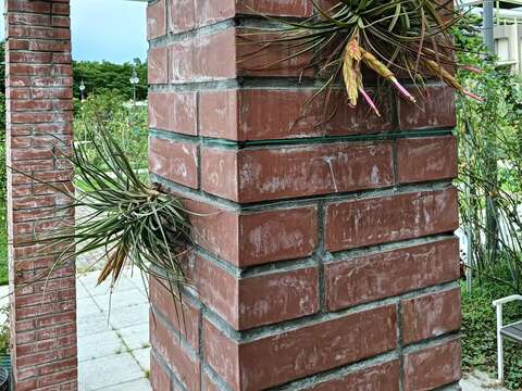 翠綠的空氣鳳梨搭配紅磚牆 營造出清新的氛圍(圖片來源：臺北市政府工務局公園路燈工程管理處)