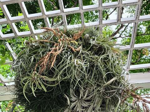 猜猜這叢空氣鳳梨有哪些品種藏身其中。(圖片來源：臺北市政府工務局公園路燈工程管理處)