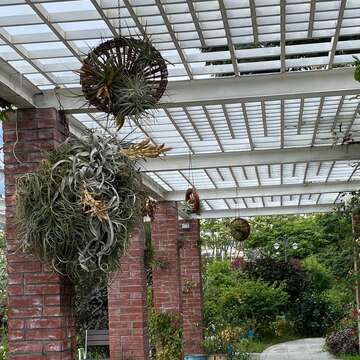空氣鳳梨現身在紅磚區。(圖片來源：臺北市政府工務局公園路燈工程管理處)