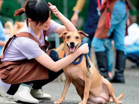 台北市內湖動物之家志工悉心照顧還沒找到家的流浪動物。(圖/台北市動物保護處提供)