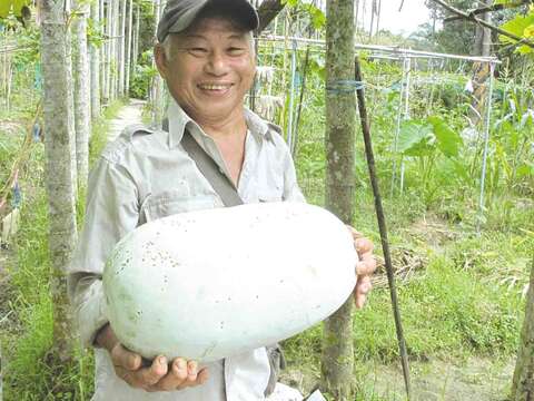 台北市目前有17處市民農園,歡迎大家一起來體驗城市農夫樂。(圖/台北市農會提供)