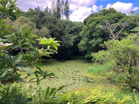 士林官邸公園生態園水池佈滿台灣萍蓬草(圖片來源：臺北市政府工務局公園路燈工程管理處)