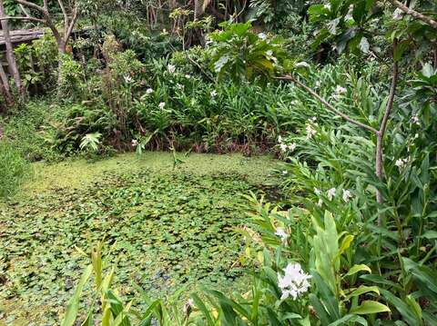 生態園池畔的野薑花(圖片來源：臺北市政府工務局公園路燈工程管理處)