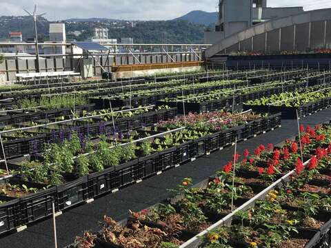 文昌國小利用學校校園屋頂打造出「文昌森活農場」，迄今已有美好成果。（顧家麥攝）