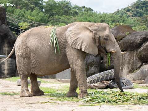 8月12日世界大象日World Elephant Day有非洲象及亞洲象的保母講古，讓大家認識及攜手保護溫柔巨獸（圖為非洲象千惠）(圖片來源：臺北市立動物園)