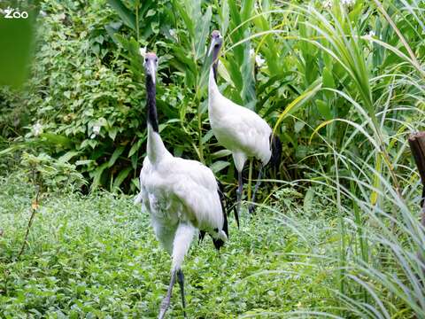 8月10日七夕情人節，在園內布置五處「我在動物園的愛情宣言」手牌，歡迎合影打卡(圖片來源：臺北市立動物園)