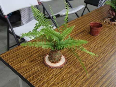 學員蕨類苔球成品。(圖片來源：臺北市政府工務局公園路燈工程管理處)
