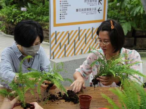 清理蕨類根部準備塑型。(圖片來源：臺北市政府工務局公園路燈工程管理處)