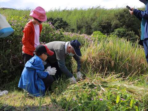 往年鵝尾山割稻體驗(圖片來源：臺北市政府工務局大地工程處)