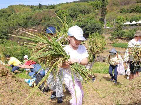 往年鵝尾山收割活動體驗(圖片來源：臺北市政府工務局大地工程處)