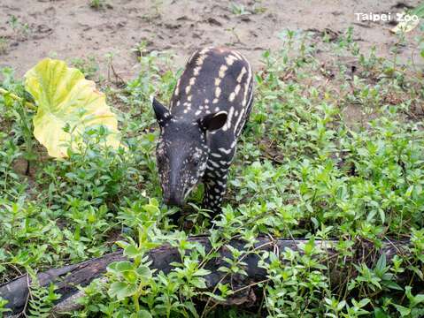 走進動物園學習與野生動物相處之道，接著搭貓纜、走進貓空！(圖片來源：臺北市立動物園)