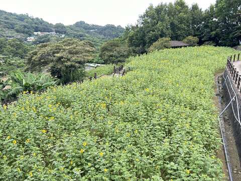 明鏡池池畔向日葵花海綻放(圖片來源：臺北市政府工務局大地工程處)