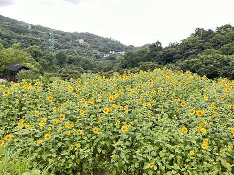 梯田花景(圖片來源：臺北市政府工務局大地工程處)