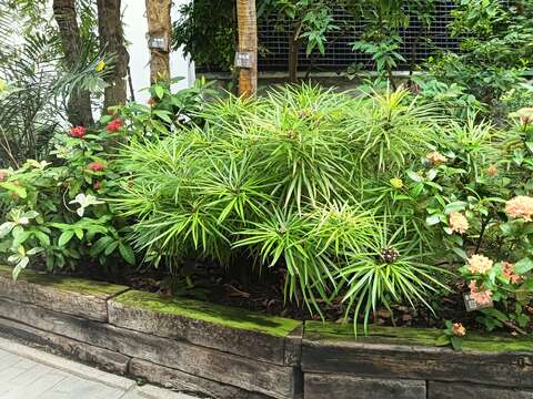 斑葉五爪木藏身在熱帶植物區尾端。(圖片來源:臺北市政府工務局公園路燈工程管理處)