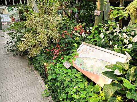 斑葉閉鞘薑就在亞熱帶區前端。(圖片來源:臺北市政府工務局公園路燈工程管理處)