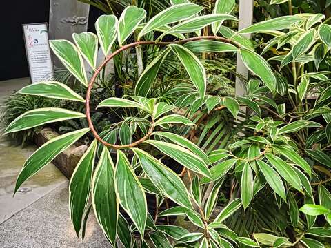 斑葉閉鞘薑的莖是以螺旋狀彎曲方式生長,葉片有明亮白邊紋路。(圖片來源:臺北市政府工務局公園路燈工程管理處)