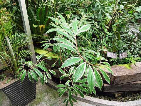 斑葉閉鞘薑葉片排列方式,好似城堡內的旋梯。(圖片來源:臺北市政府工務局公園路燈工程管理處)
