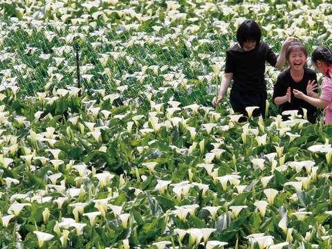 竹子湖海芋田