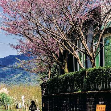 花季期間造訪陽明山，與櫻花來場美麗邂逅。（廖碩文攝）