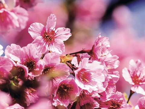 陽明山花季百花齊放，可欣賞到各式櫻花。（廖碩文攝）