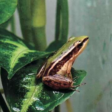 A-2_臺北動物園赤蛙_高讚賢攝.jpg