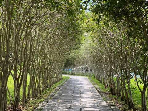 藍鵲平台旁桂花步道(圖片來源：臺北市政府工務局大地工程處)