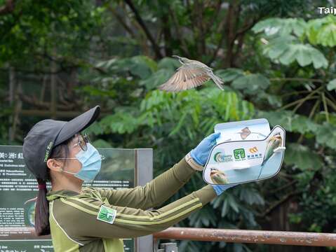 動物園自2015年起與臺灣大學森林系研究團隊以及華信航空合作進行「金門栗喉蜂虎棄蛋孵育計畫」，於園內孵育棄蛋。(圖片來源：臺北市立動物園)