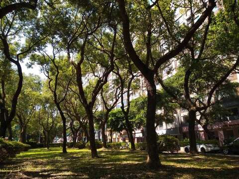 敦化南路林蔭自然典雅及轉角處的公共藝術伴隨9月秋高氣爽，自然與藝術交織多重美感一樣可以讓您愛不釋「腳」漫步走九遍(圖片來源：臺北市政府工務局公園路燈工程管理處)
