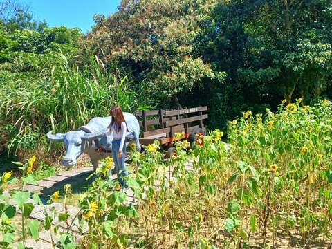 樟樹步道旁水梯田牛耕意象(圖片來源：臺北市政府工務局大地工程處)