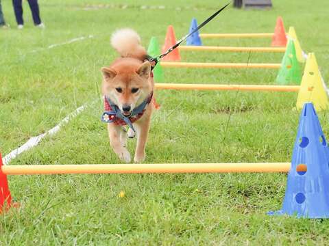 歡迎毛爸媽帶毛孩一起到狗活動區挑戰闖關遊戲(圖片來源：臺北市動物保護處)