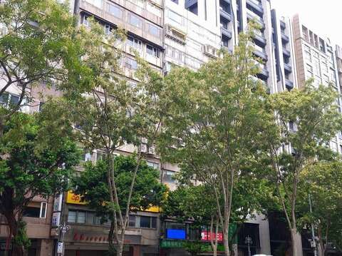 信義路整排行道樹上似乎沾上奶油般的乳白(圖片來源：臺北市政府工務局公園路燈工程管理處)