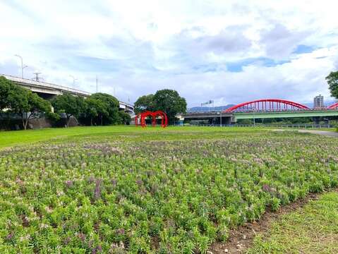 古亭河濱公園4萬5,000盆粉橘草花陸續開展中(圖片來源：臺北市政府工務局水利工程處)