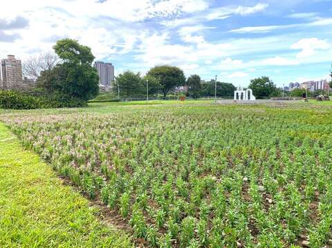 古亭河濱公園 打造「秋好舞台」花與音樂饗宴(圖片來源：臺北市政府工務局水利工程處)