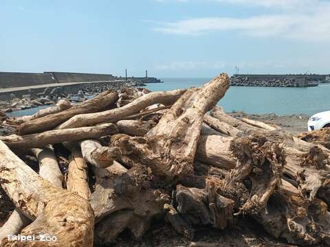 2024年凱米颱風過後，動物園積極與農業部林業及自然保育署宜蘭分署及宜蘭縣海洋及漁業發展所聯繫，將位於宜蘭縣梗枋漁港之漂流木運至動物園使用。(圖片來源：臺北市立動物園)