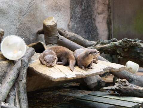 漂流木可以提供動物遮蔽、躺臥、攀爬、磨蹭、刨抓等自然行為展現，輔以仿木棲檯提供耐久堅固的結構，可以在環境中創造多樣化的動線、立體化平面空間。(圖片來源：臺北市立動物園)