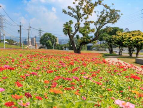 百日草花海在綠意盎然的河濱公園更顯美麗(圖片來源：臺北市政府工務局水利工程處)