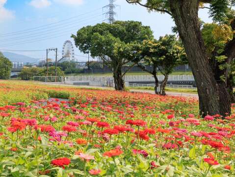 河雙21河濱公園百日草花海 已經盛開(圖片來源：臺北市政府工務局水利工程處)