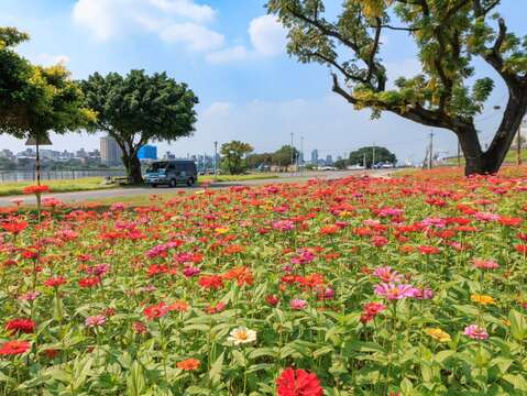 河雙21河濱公園 百日草花海鮮豔怒放中(圖片來源：臺北市政府工務局水利工程處)
