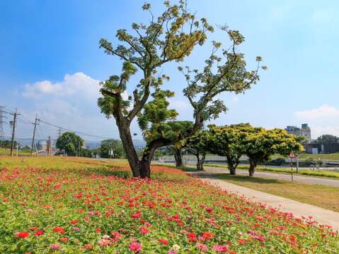 民眾不妨規劃半日遊到河雙21河濱公園賞花(圖片來源：臺北市政府工務局水利工程處)