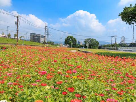 河雙21百日草花海 賞花期自即日起持續到11月底(圖片來源：臺北市政府工務局水利工程處)
