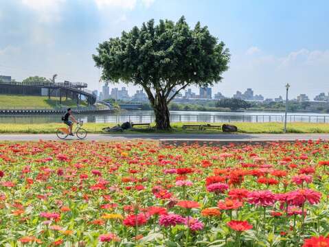到河雙21河濱公園賞花 感受置身於花田裡的幸福浪漫(圖片來源：臺北市政府工務局水利工程處)